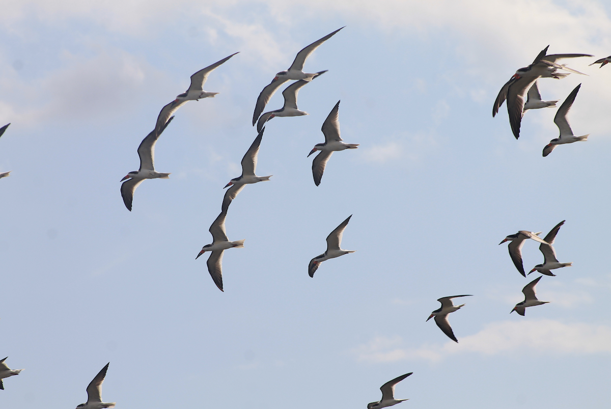 Black Skimmer - ML616304493