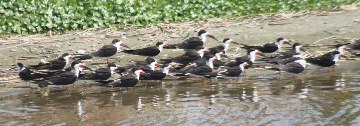 Black Skimmer - ML616304494