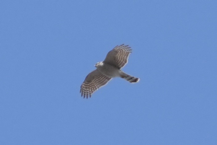 Eurasian Sparrowhawk - ML616304502