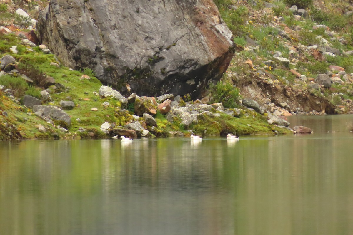 Andean Goose - ML616304506