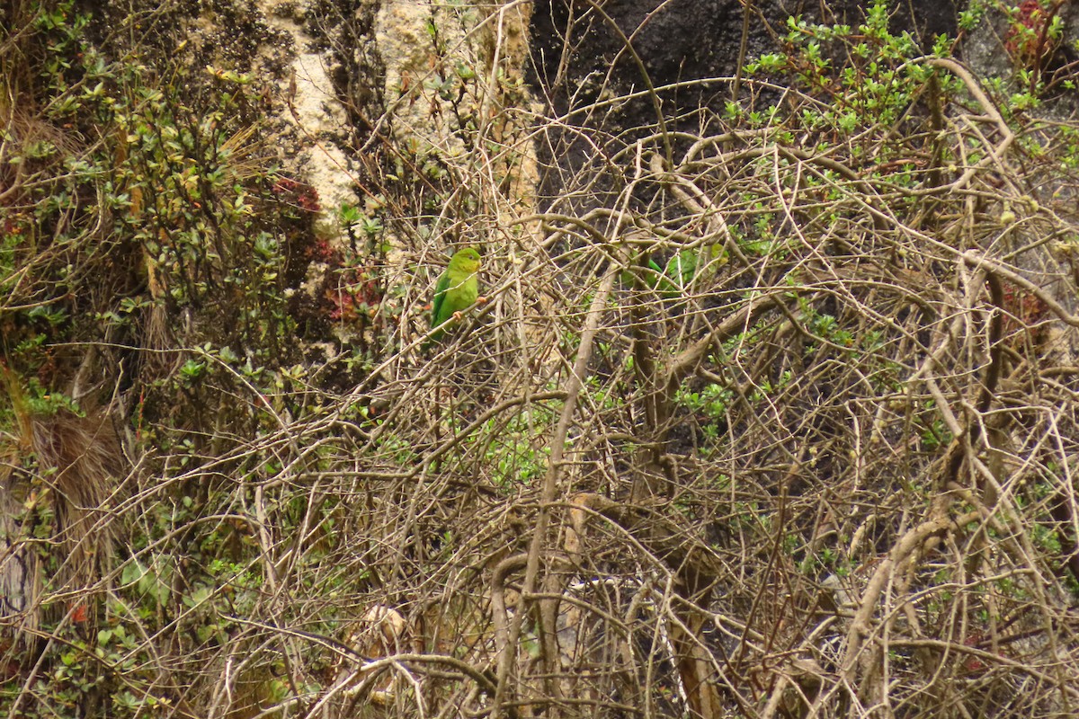 Andean Parakeet - ML616304551