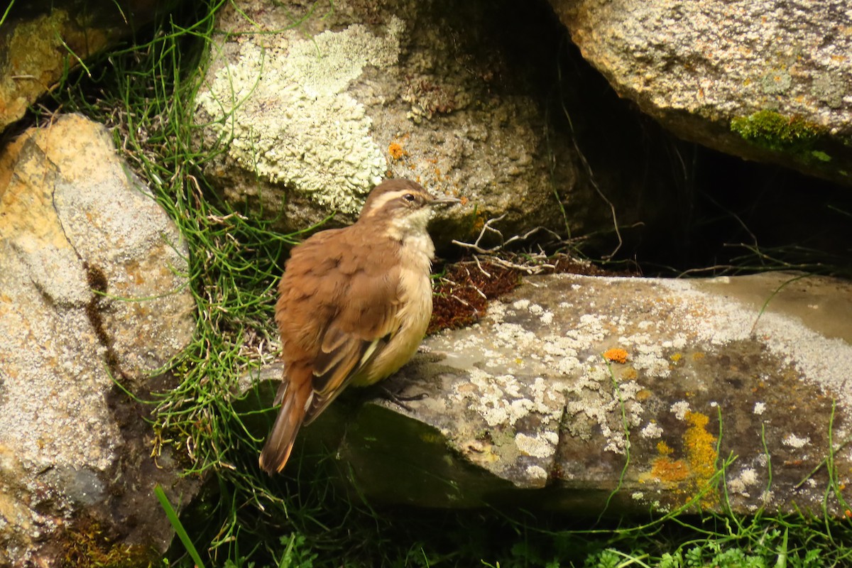 Cream-winged Cinclodes - ML616304612