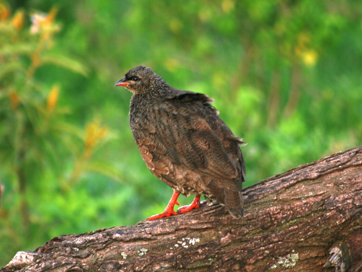 Hildebrandt's Spurfowl - ML616304616