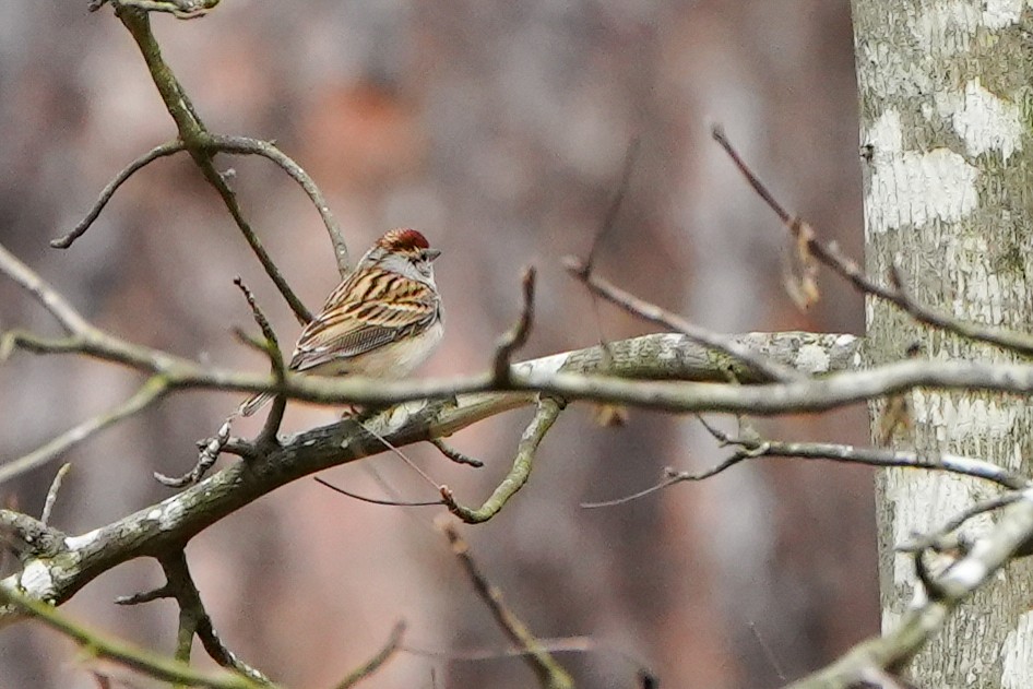 Chipping Sparrow - ML616304623
