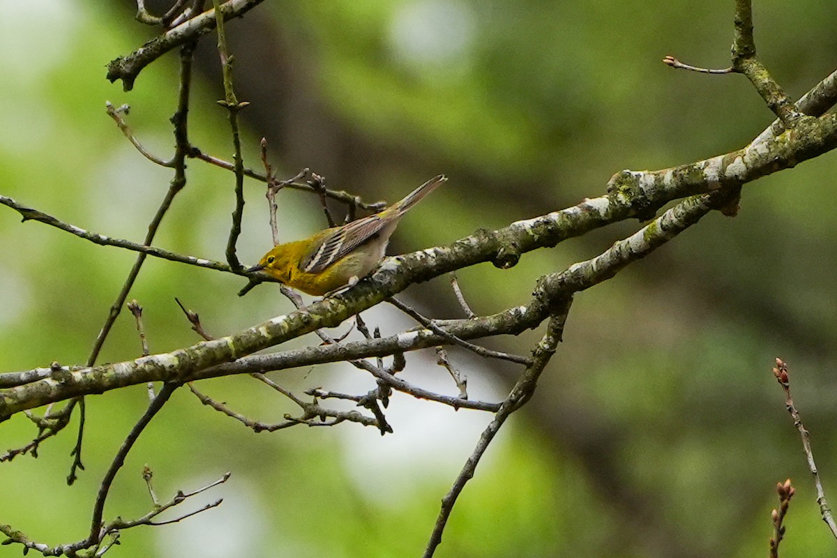 Pine Warbler - ML616304670