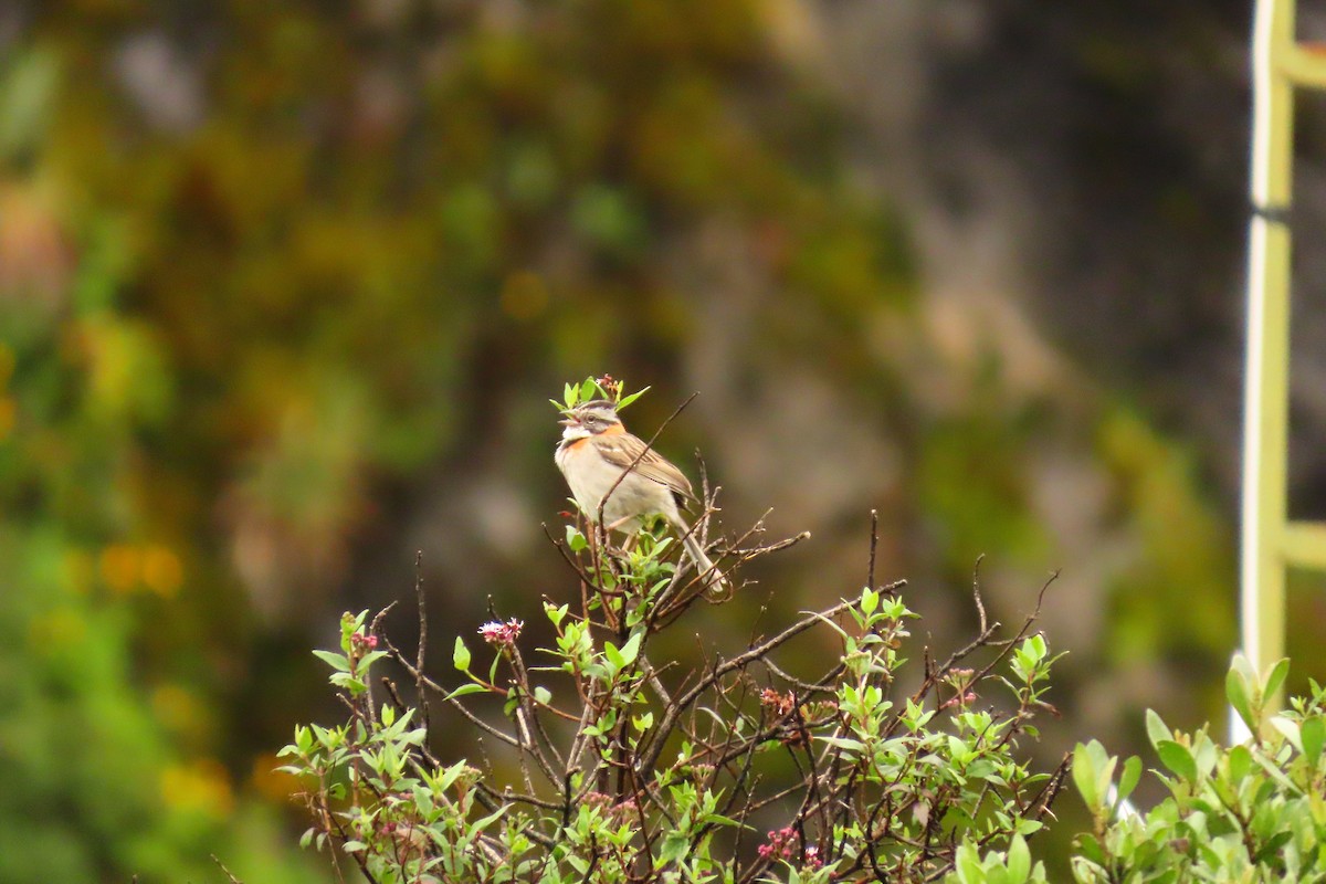 Rufous-collared Sparrow - ML616304675