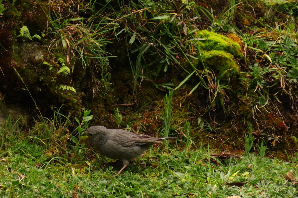 Plumbeous Sierra Finch - ML616304725