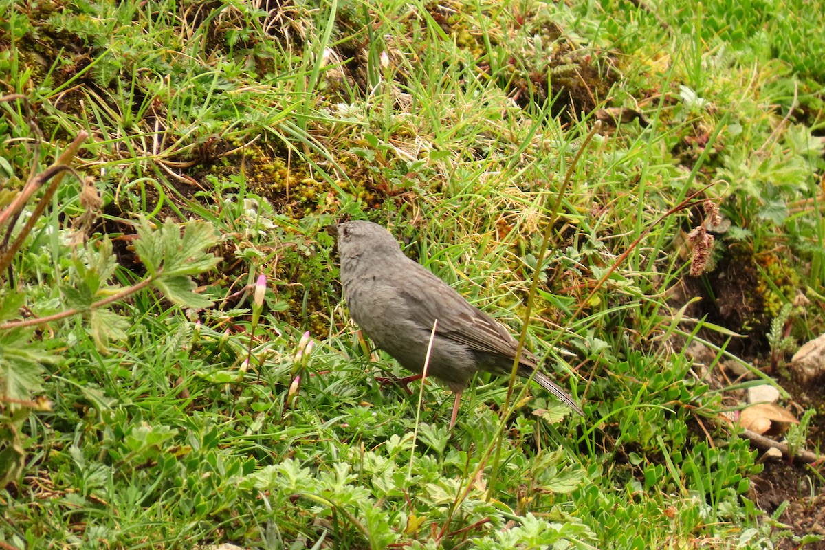 Plumbeous Sierra Finch - ML616304726