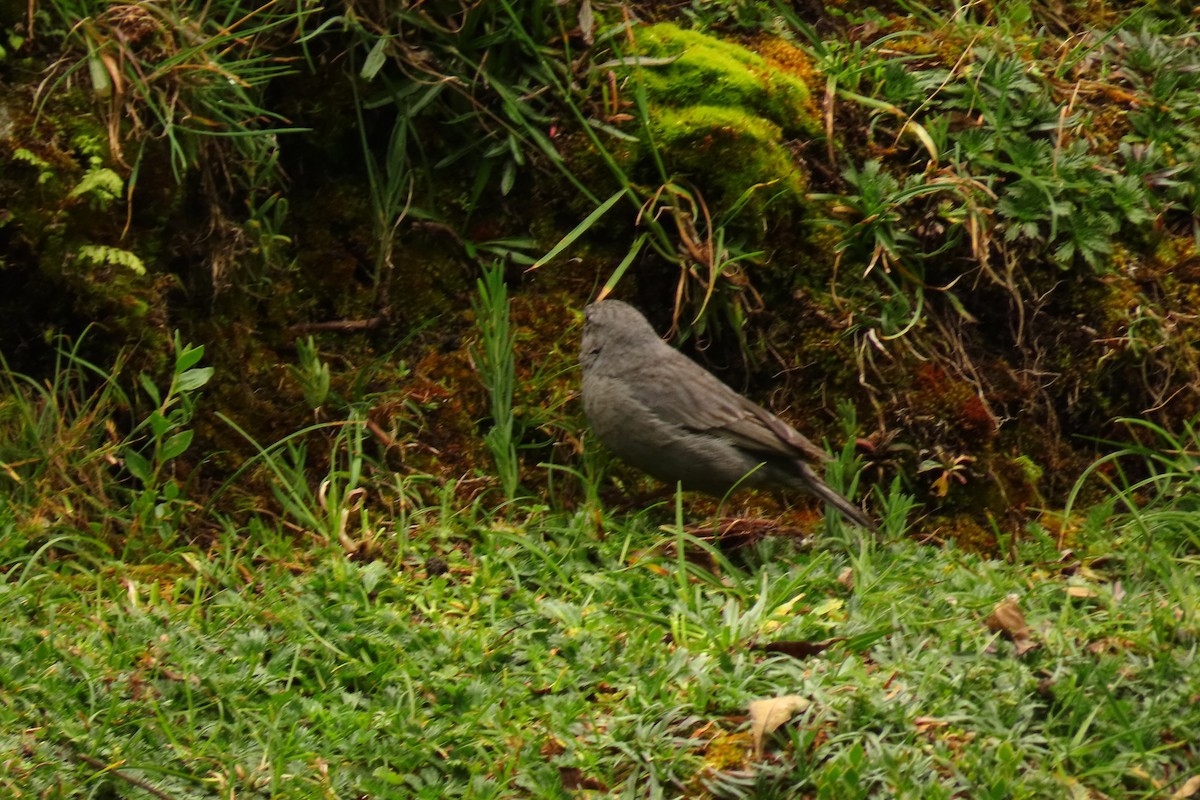 Plumbeous Sierra Finch - ML616304727