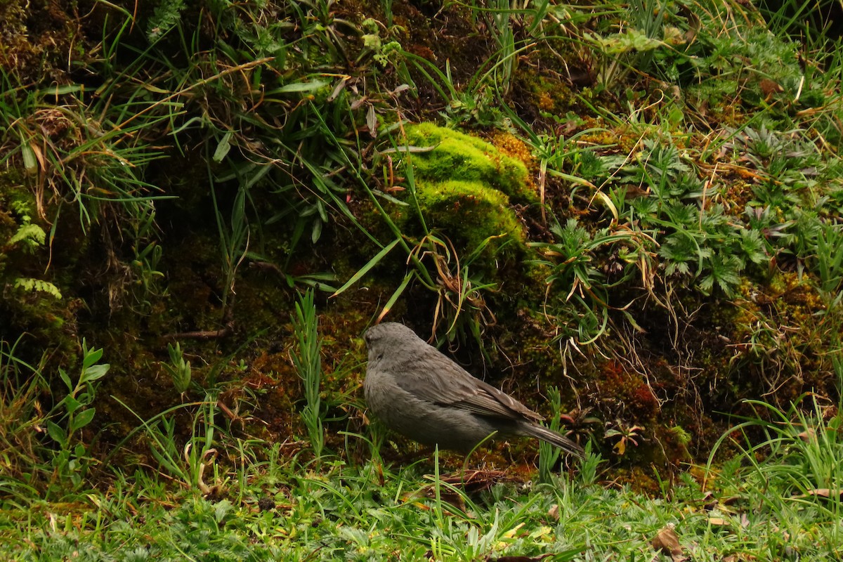 Plumbeous Sierra Finch - ML616304728