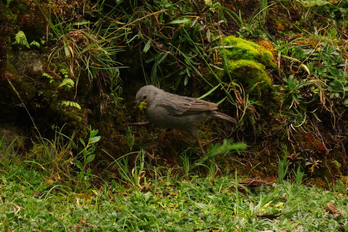 Plumbeous Sierra Finch - Álvaro José Rodríguez Cardona