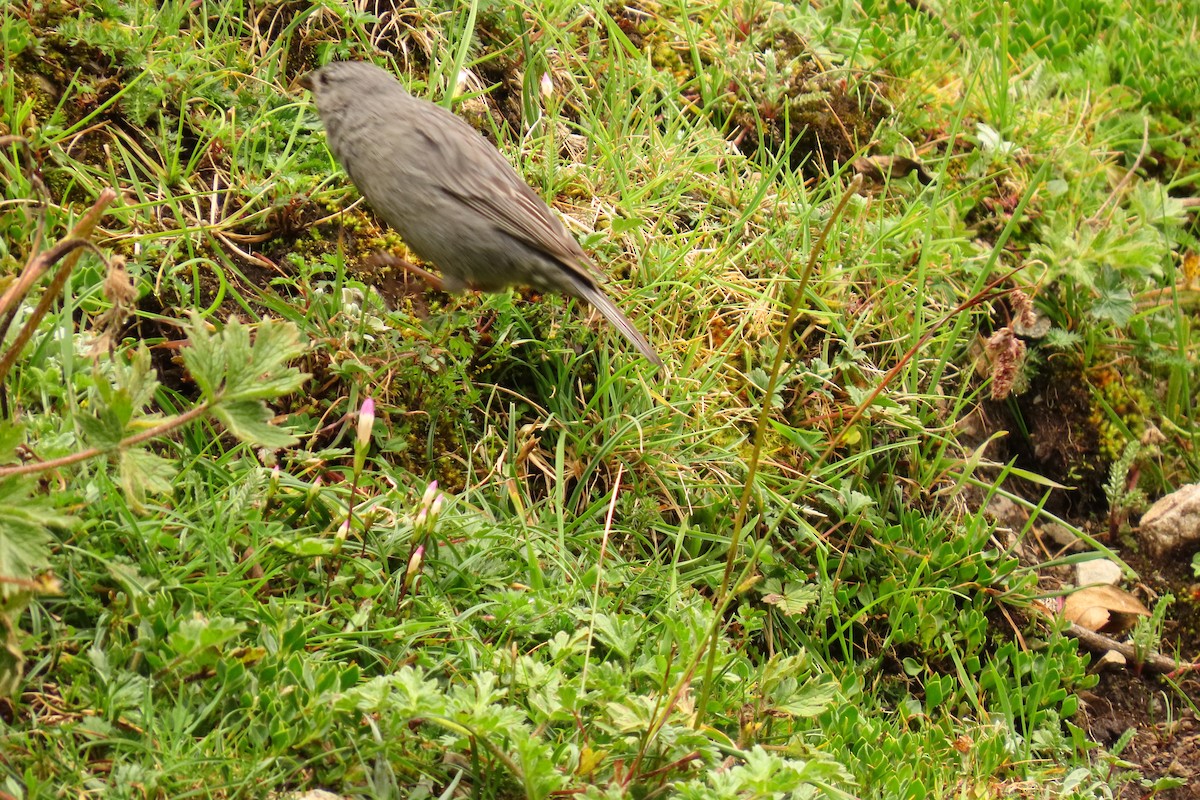 Plumbeous Sierra Finch - Álvaro José Rodríguez Cardona