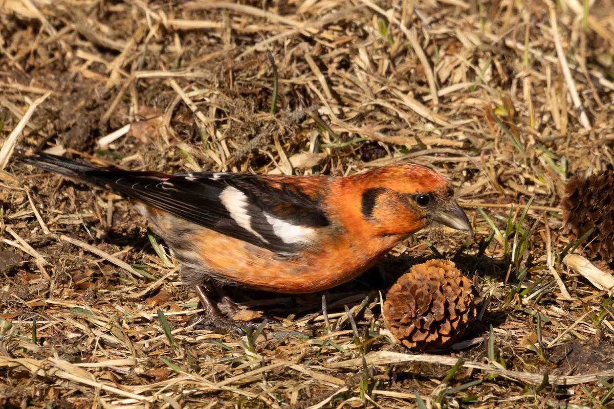 White-winged Crossbill - ML616304799