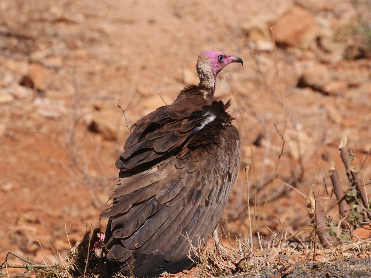 Hooded Vulture - ML616304822