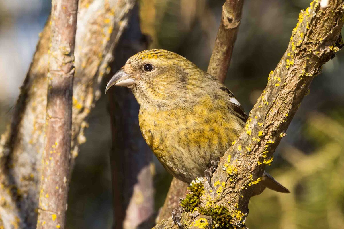 White-winged Crossbill - ML616304834