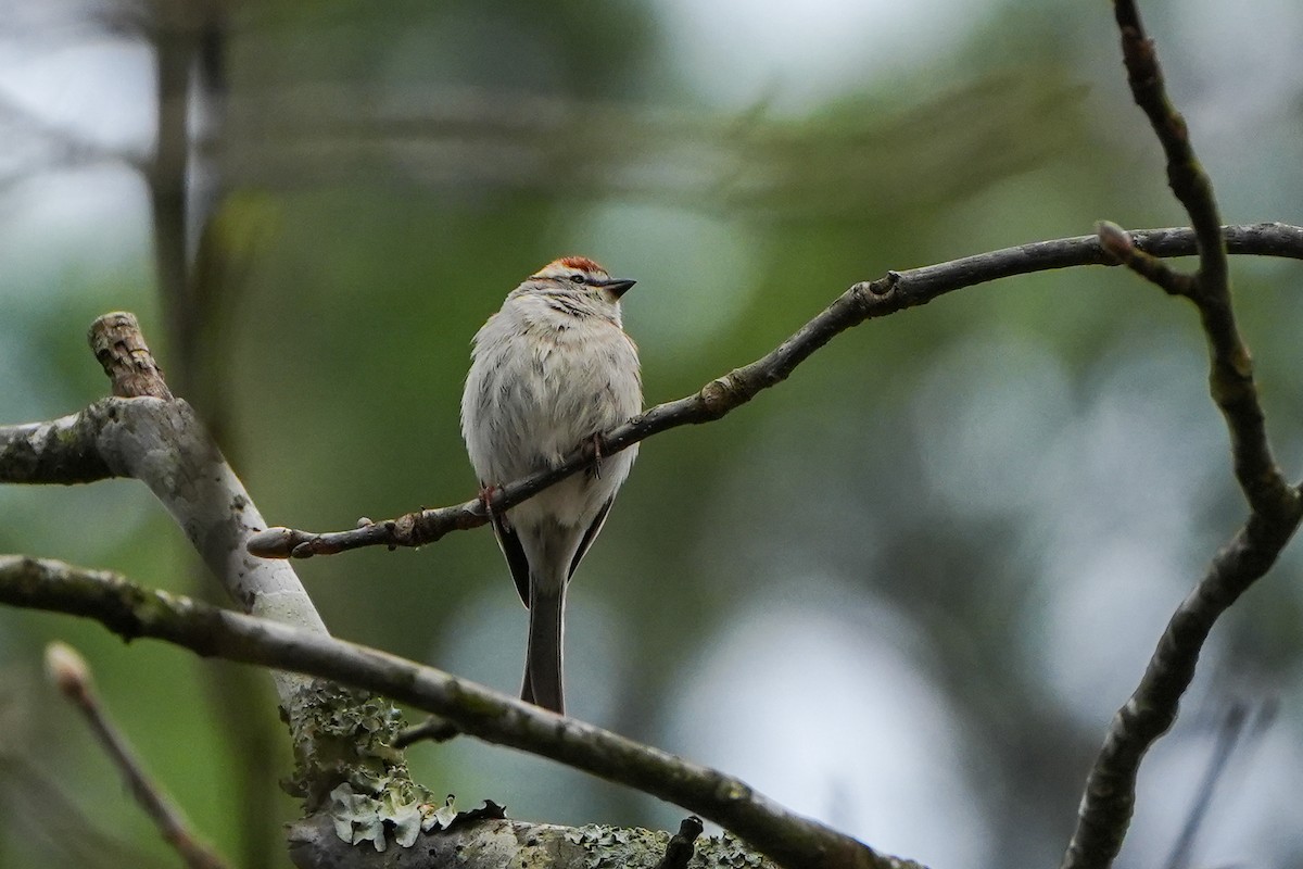 Chipping Sparrow - ML616304837