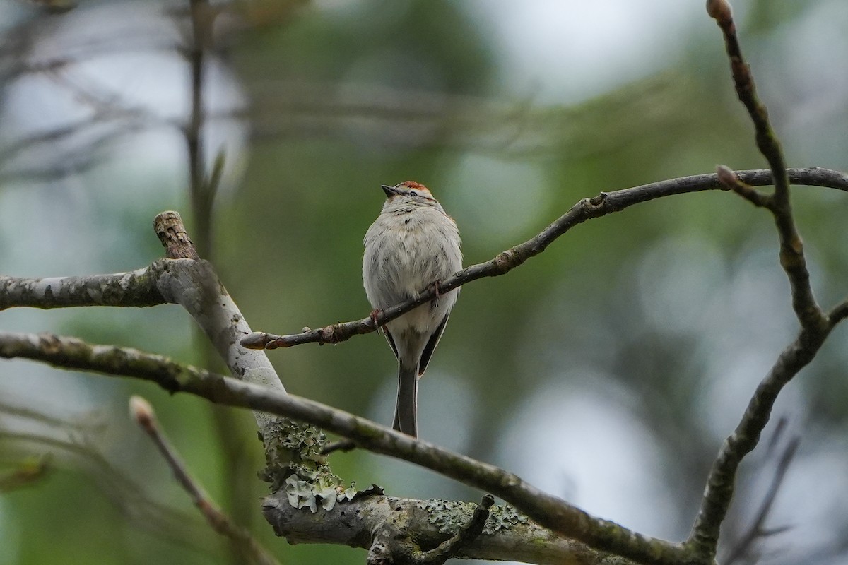 Chipping Sparrow - ML616304838