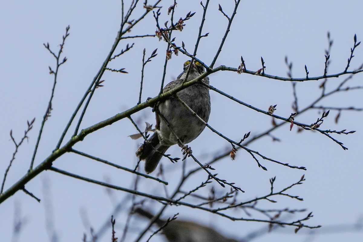 White-throated Sparrow - ML616304848