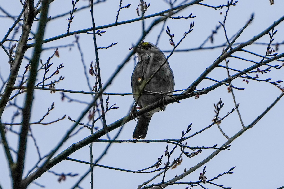 White-throated Sparrow - ML616304849