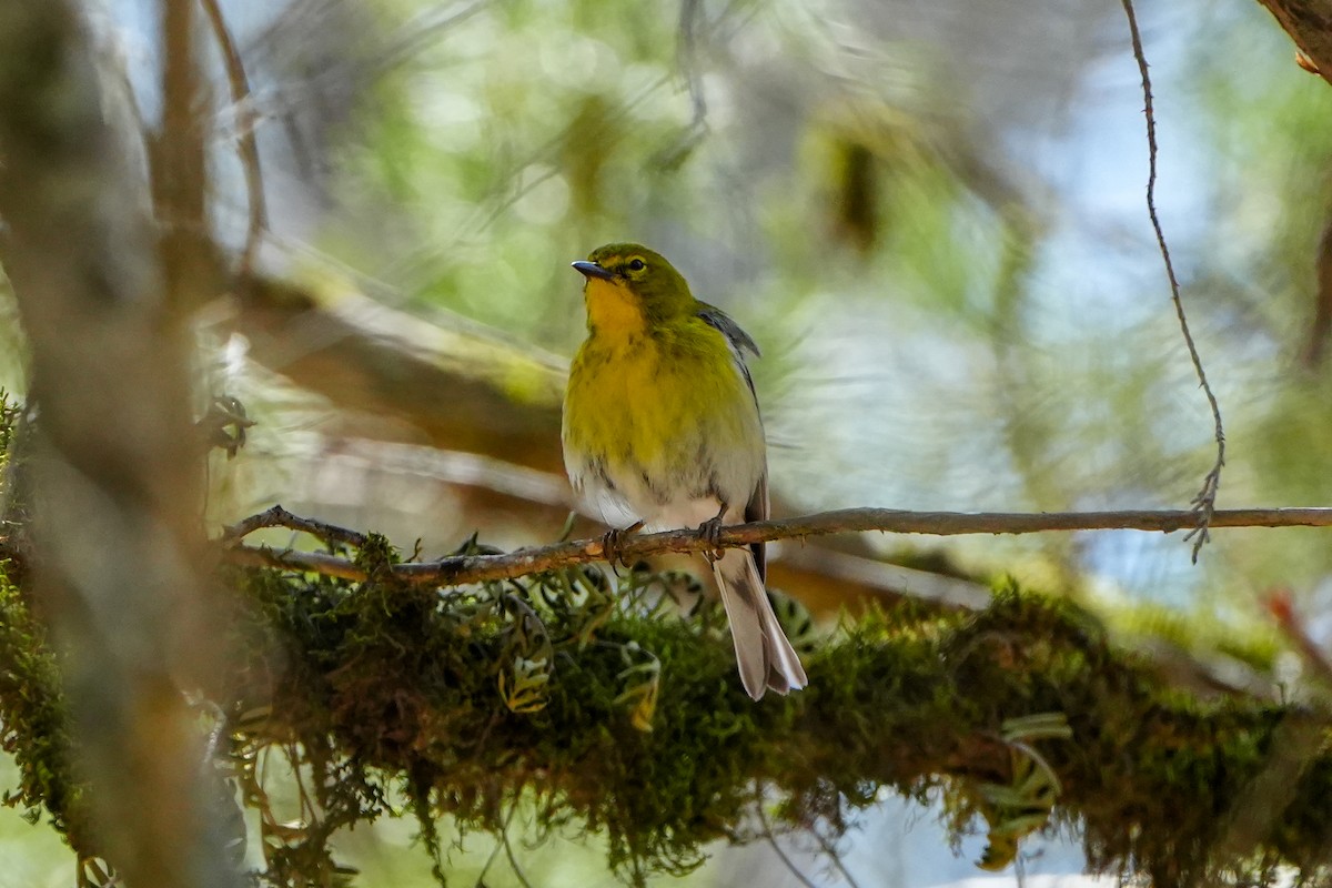 Pine Warbler - ML616304896