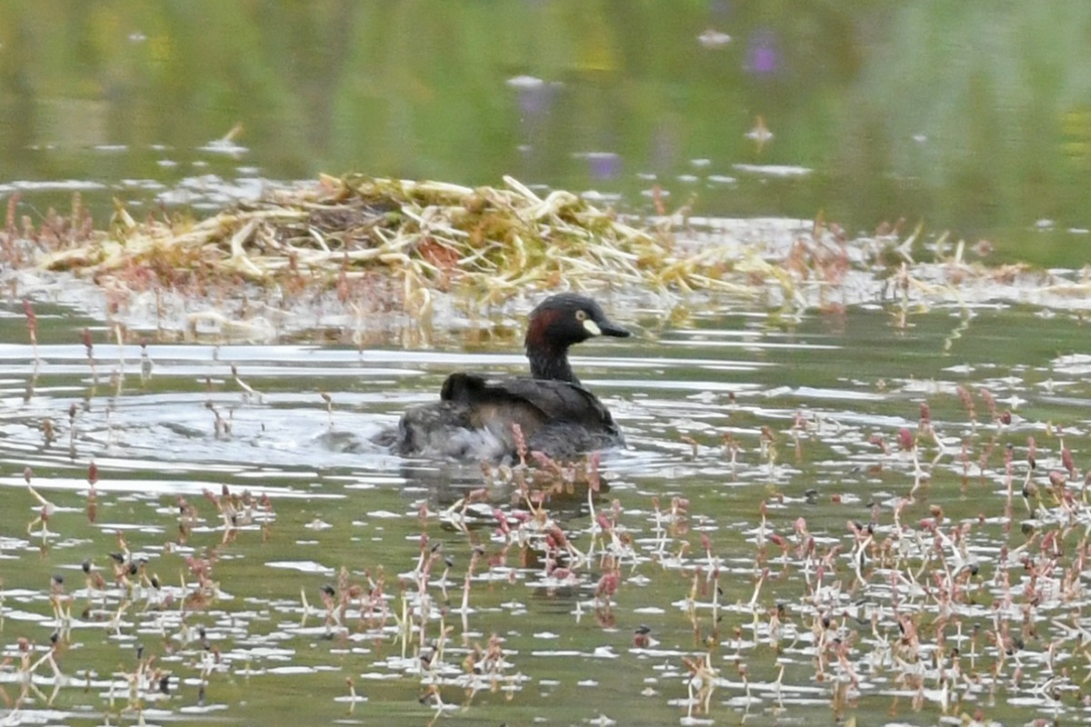 Australasian Grebe - Terry Rosenmeier