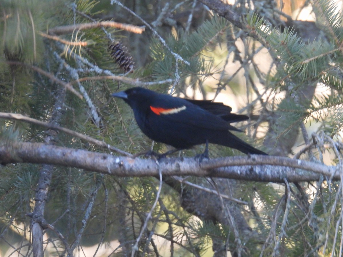 Red-winged Blackbird - ML616304960