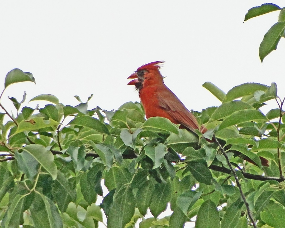 Northern Cardinal - ML616304964