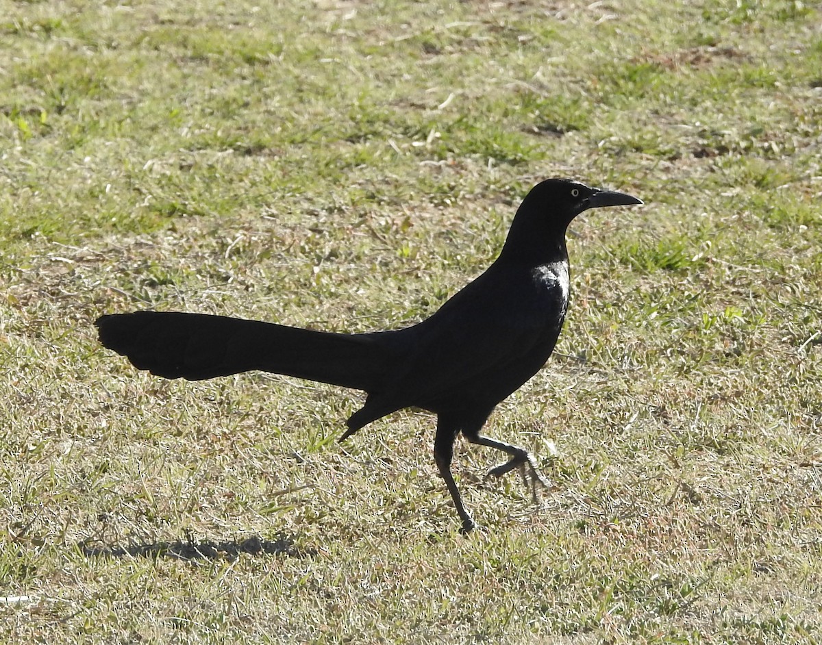 Great-tailed Grackle - ML616304975