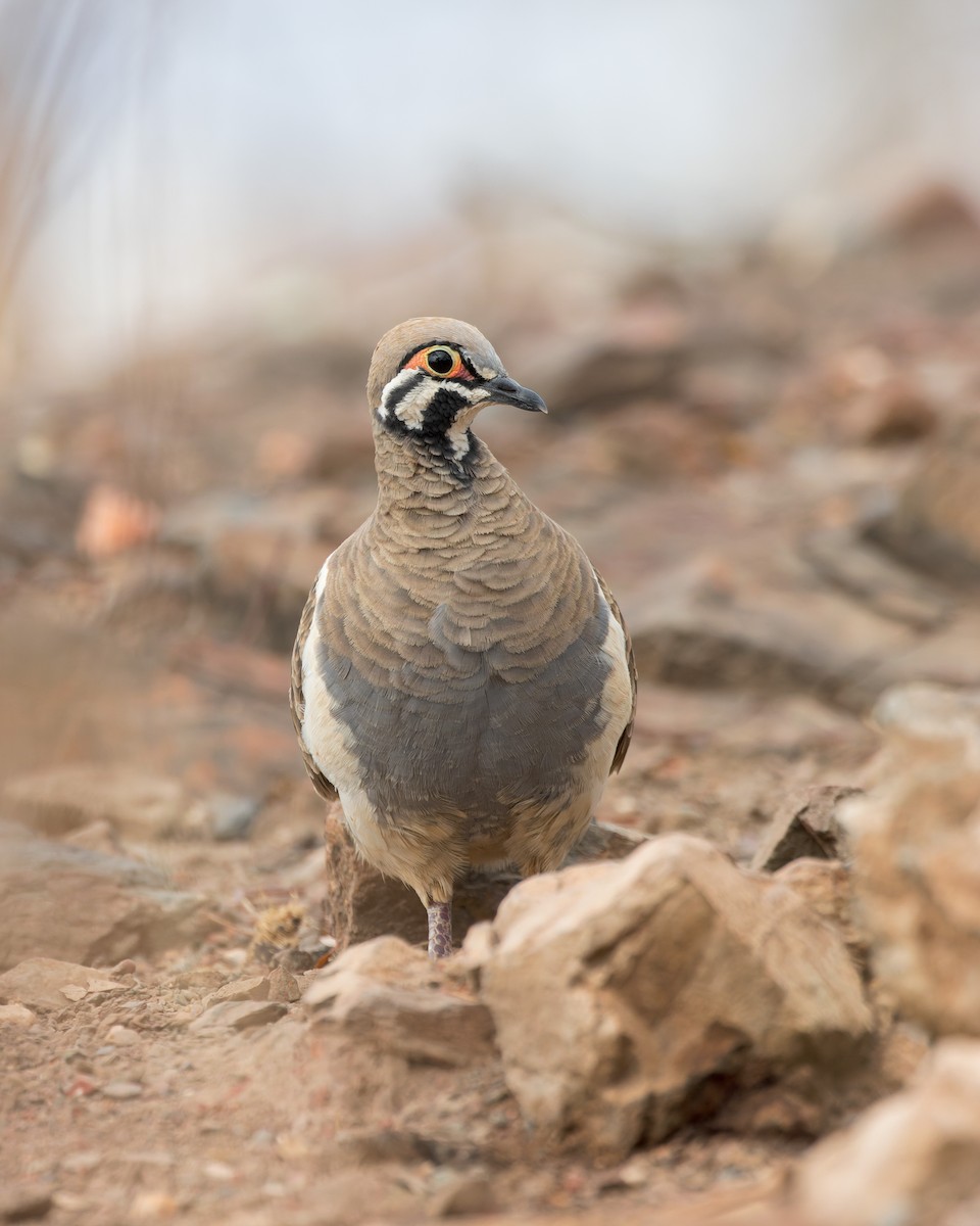 Squatter Pigeon - ML616304979