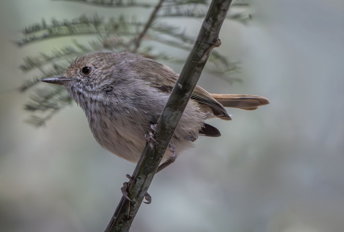 Brown Thornbill - ML616304988