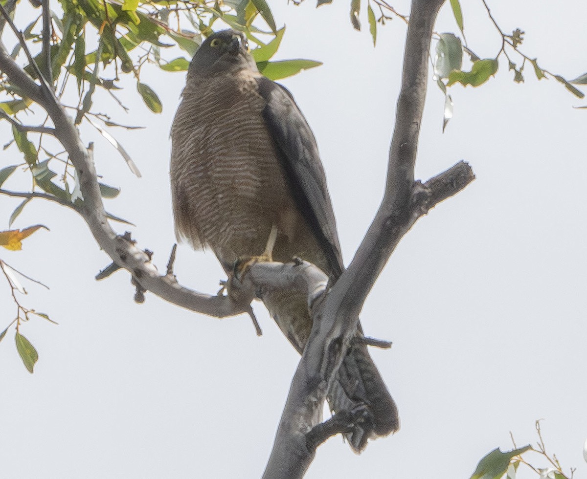 Collared Sparrowhawk - ML616304990