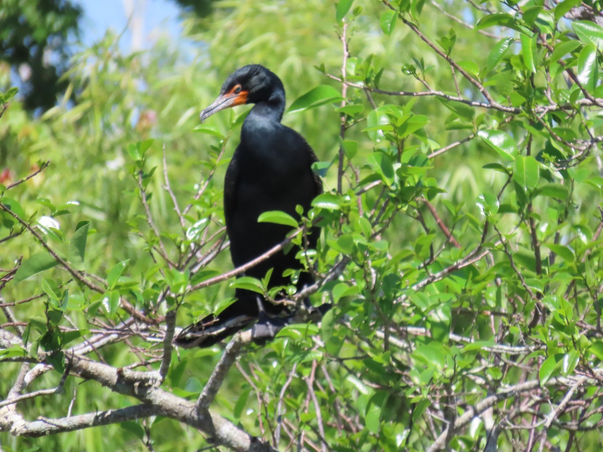 Double-crested Cormorant - ML616305031