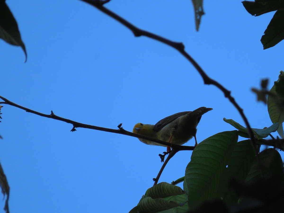 Orange-fronted Plushcrown - ML616305043