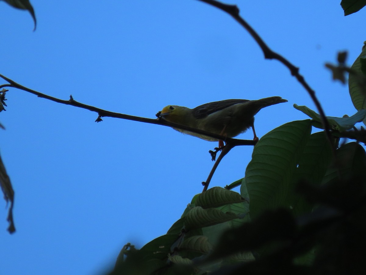 Orange-fronted Plushcrown - Carlos Alberto  Arbelaez Buitrago