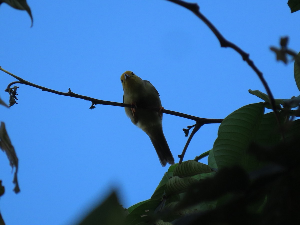 Orange-fronted Plushcrown - ML616305045