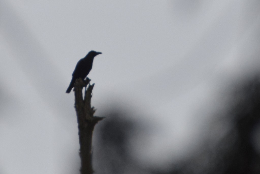 Large-billed Crow - Nick Kowalske