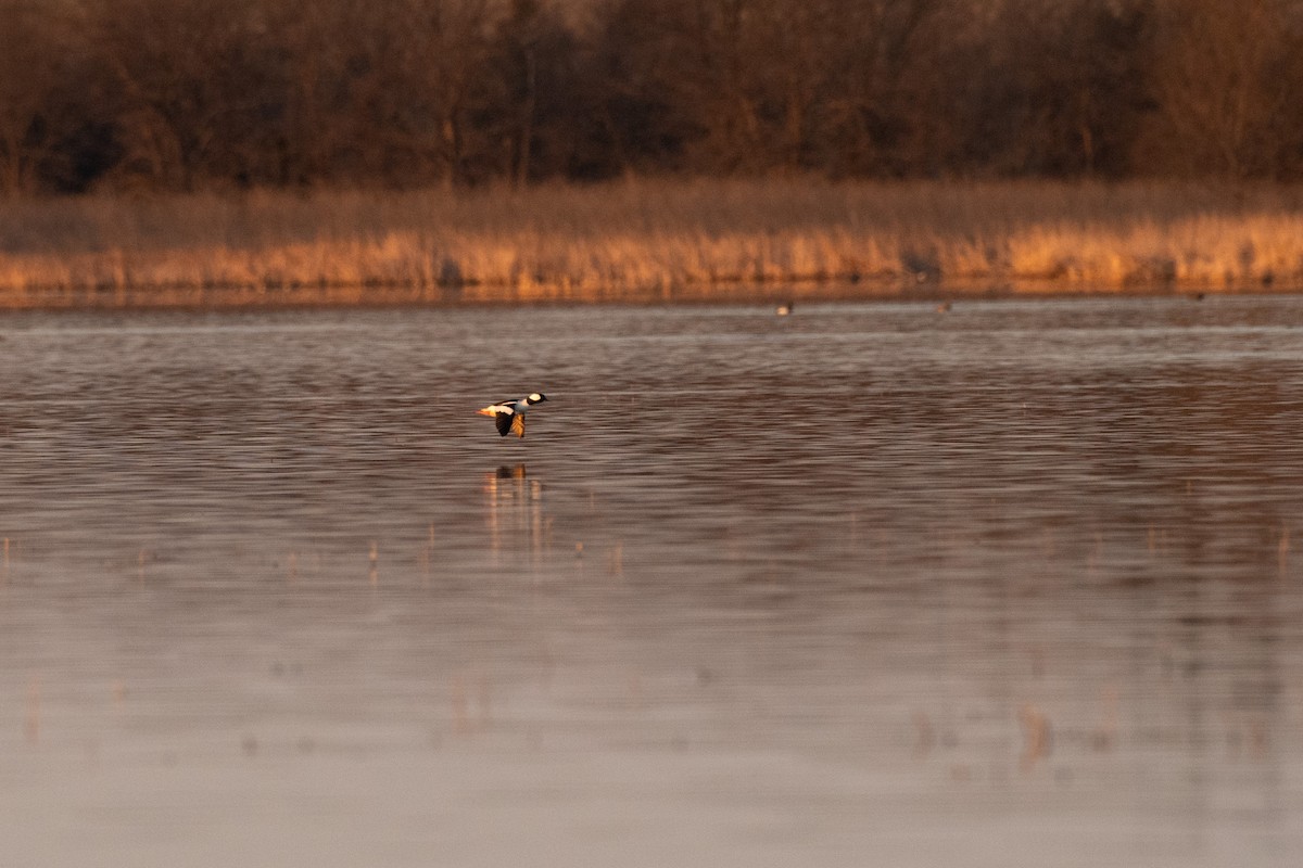 Bufflehead - ML616305061