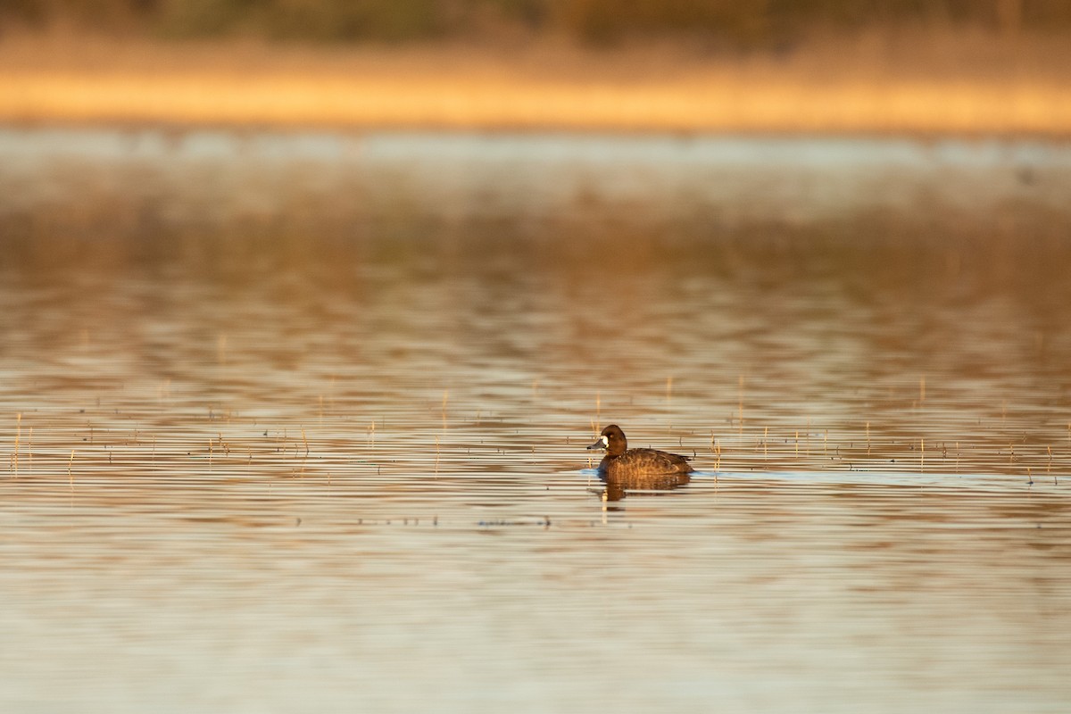 Lesser Scaup - ML616305073