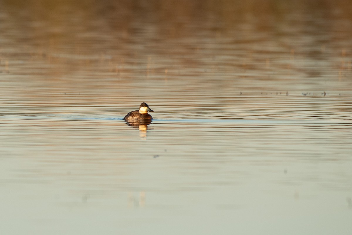 Ruddy Duck - ML616305101