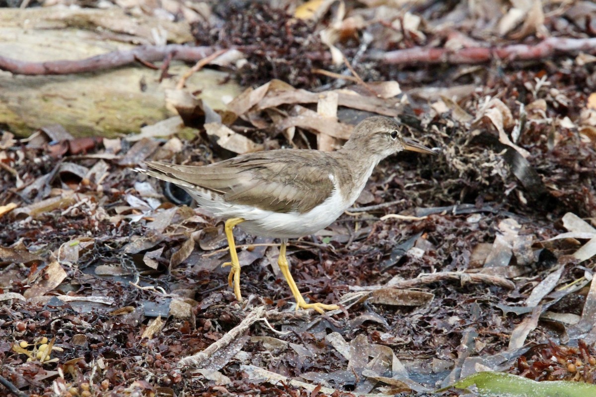 Spotted Sandpiper - ML616305107