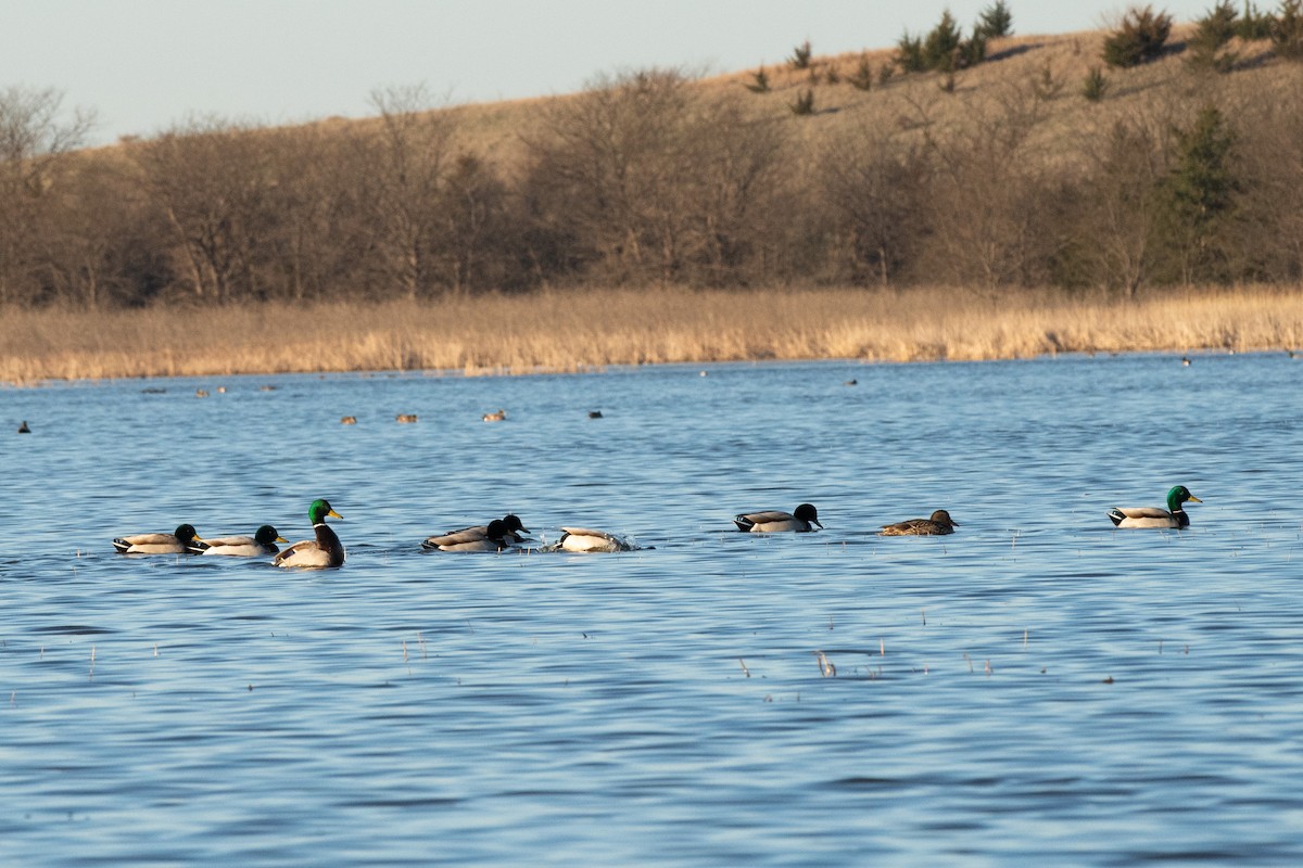 Canard colvert - ML616305116