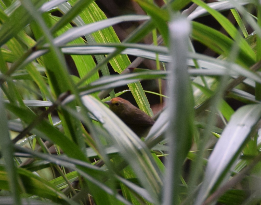 Rufous-capped Babbler - ML616305119