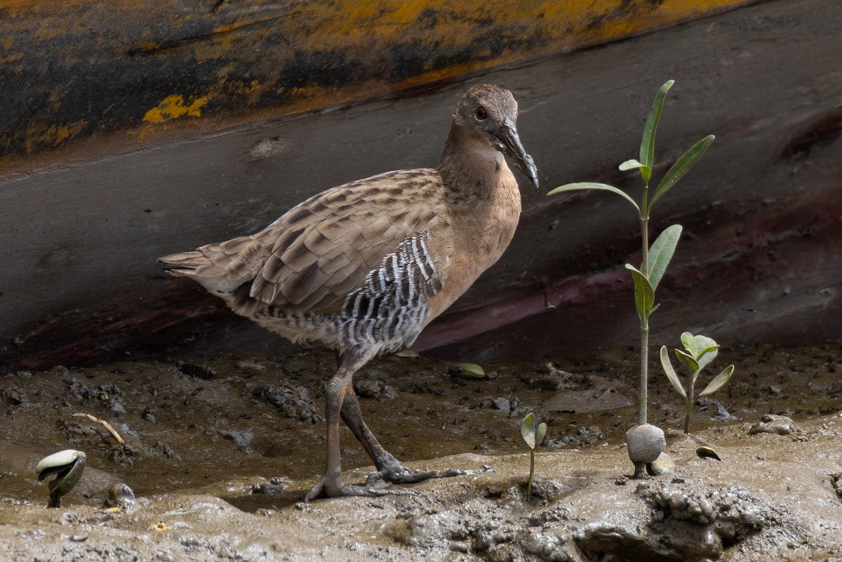 Mangrove Rail - ML616305146