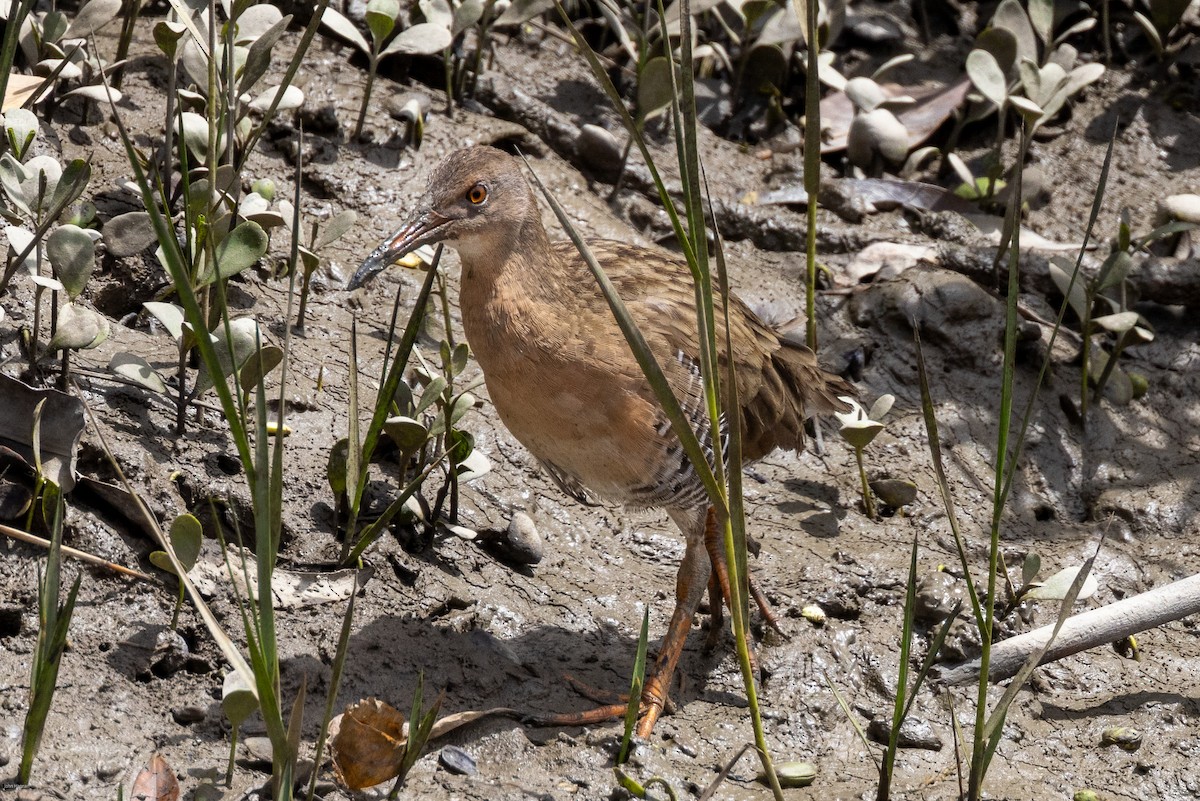 Mangrove Rail - ML616305150