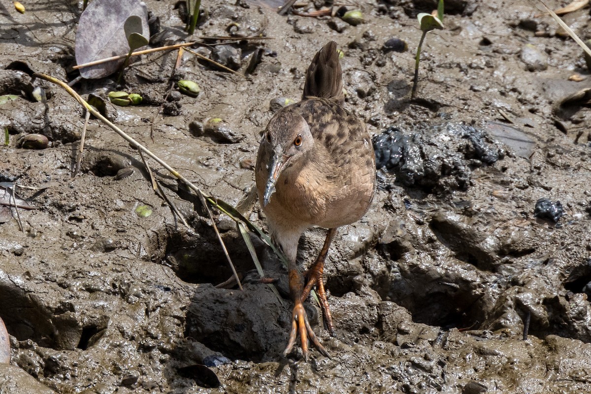 Mangrove Rail - ML616305151