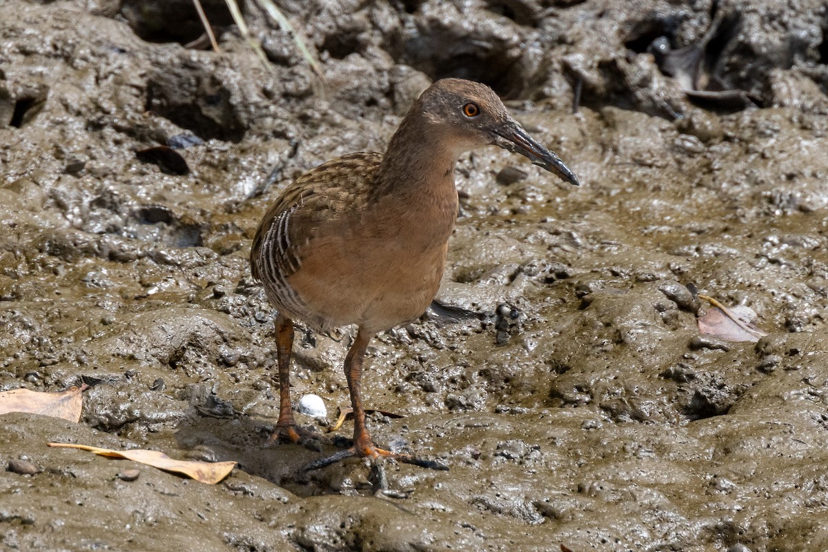 Mangrove Rail - ML616305158