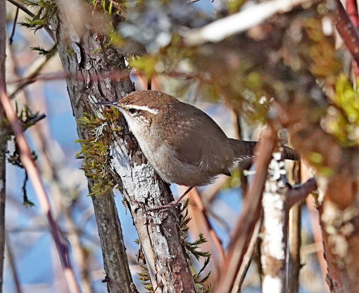 Bewick's Wren - ML616305170