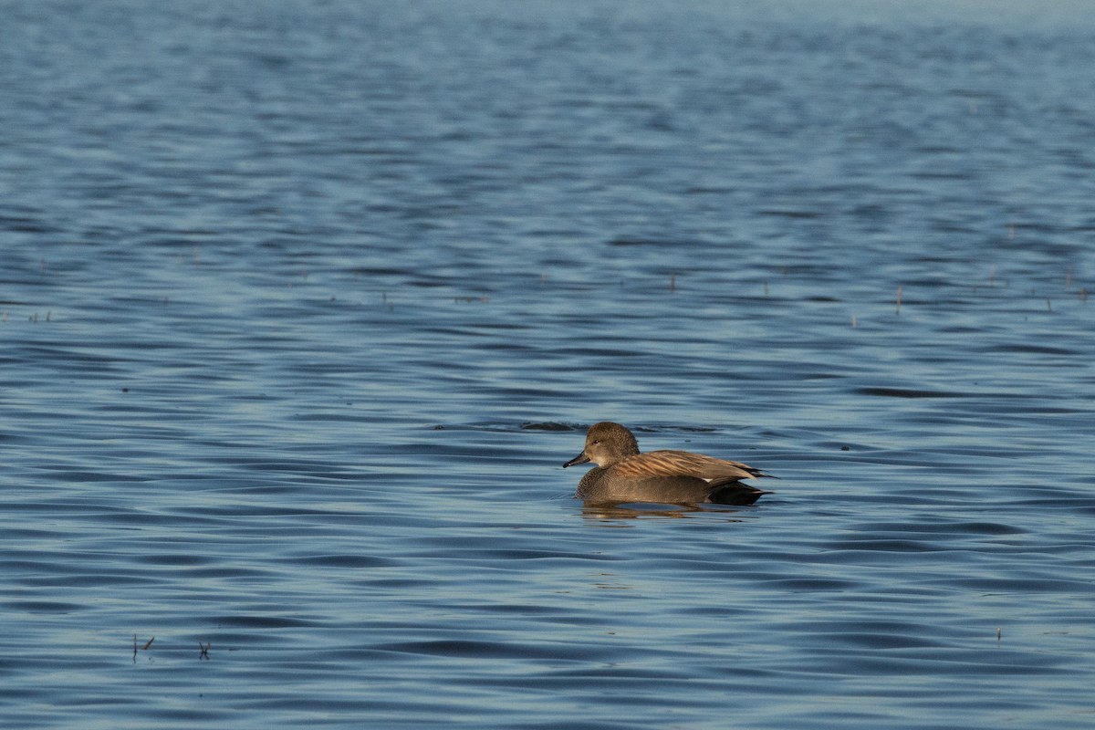 Gadwall - ML616305187