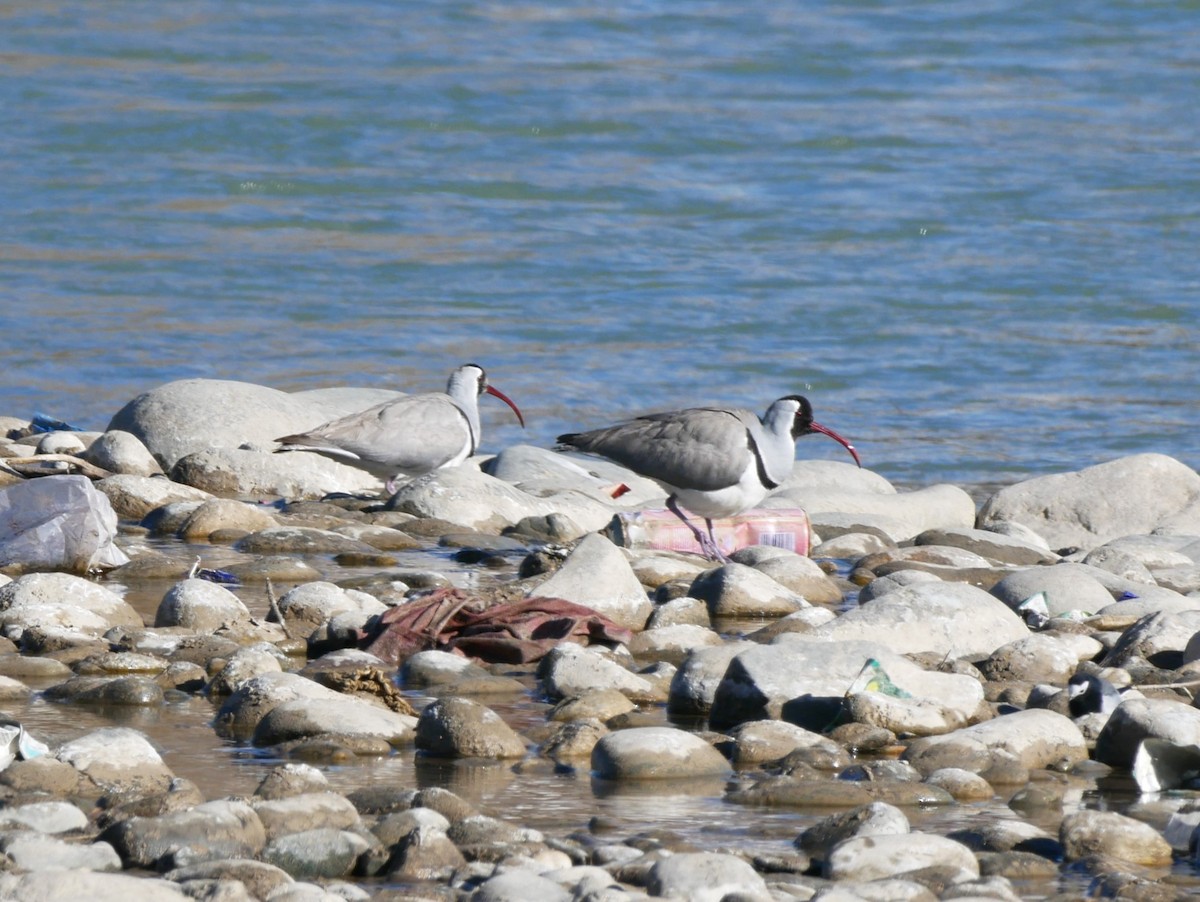 Bec-d'ibis tibétain - ML616305190