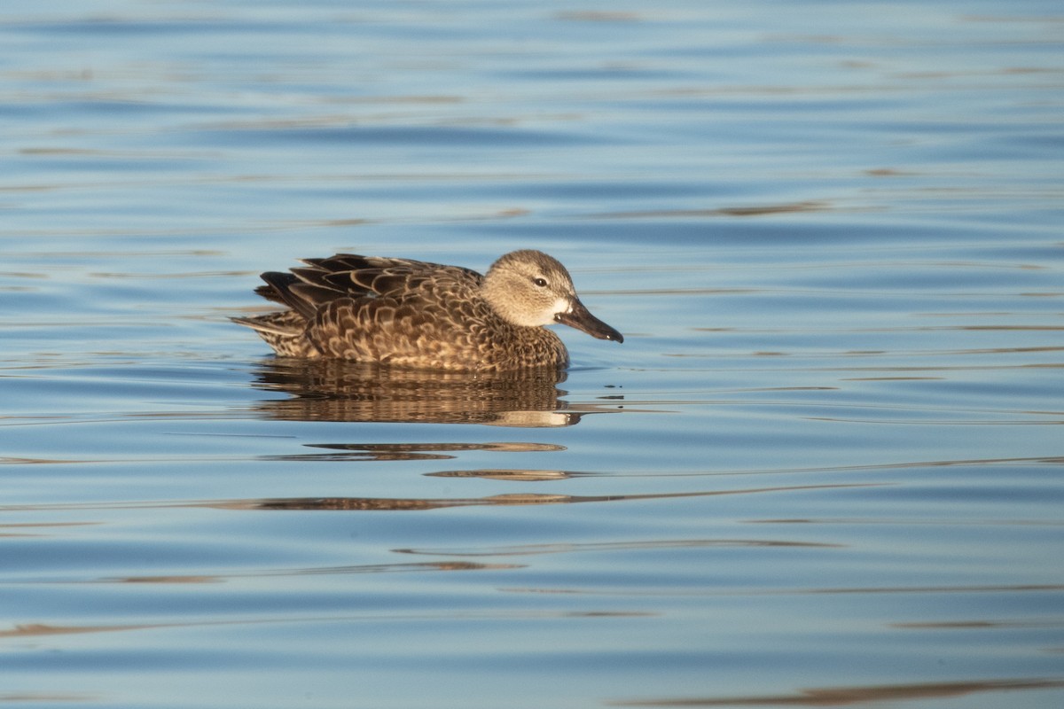 Blue-winged Teal - ML616305208